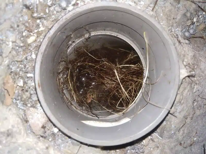 Comment déboucher un tuyau bouché avec des racines ?